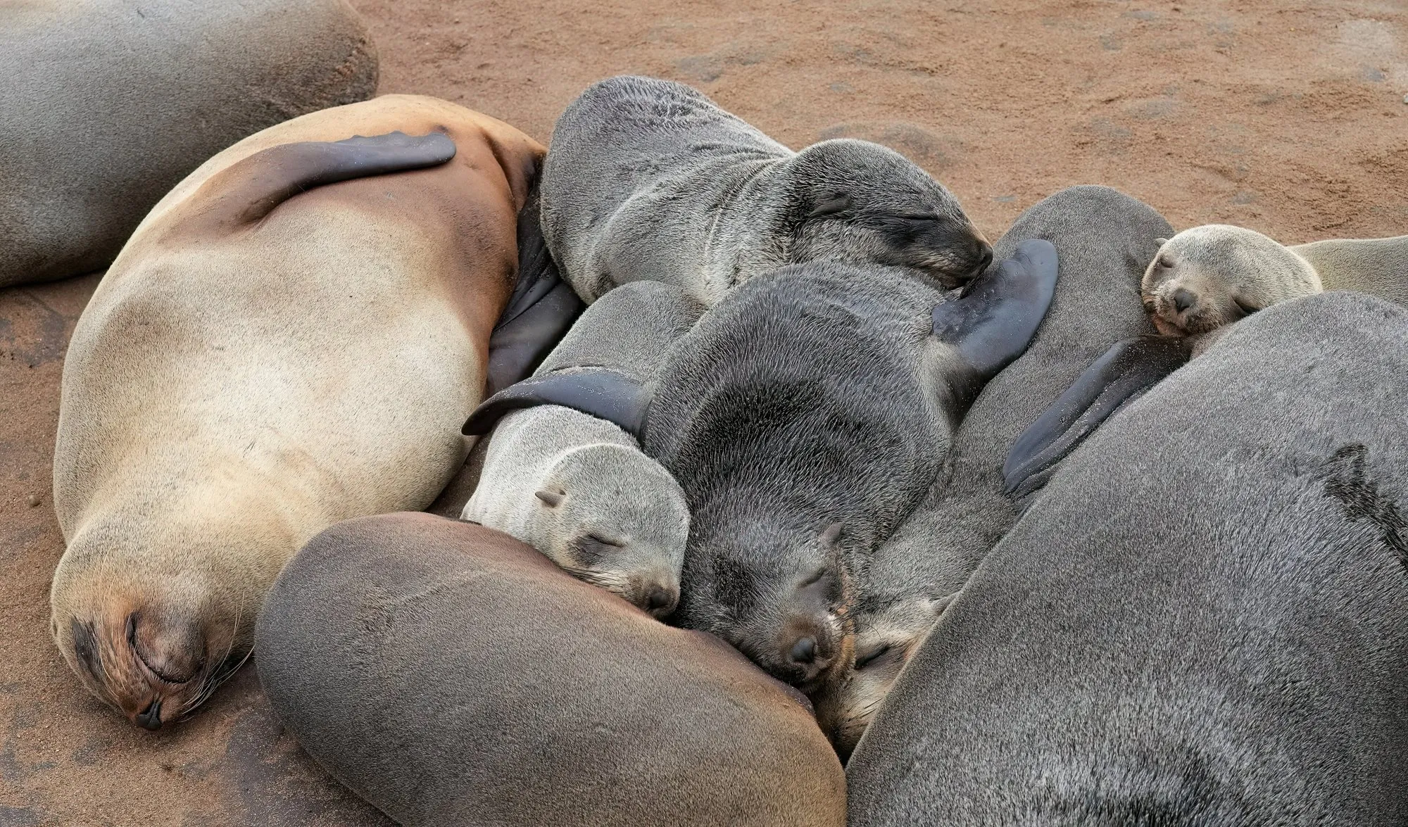Cape fur seals and pups asleep in a heap at Cape Cross