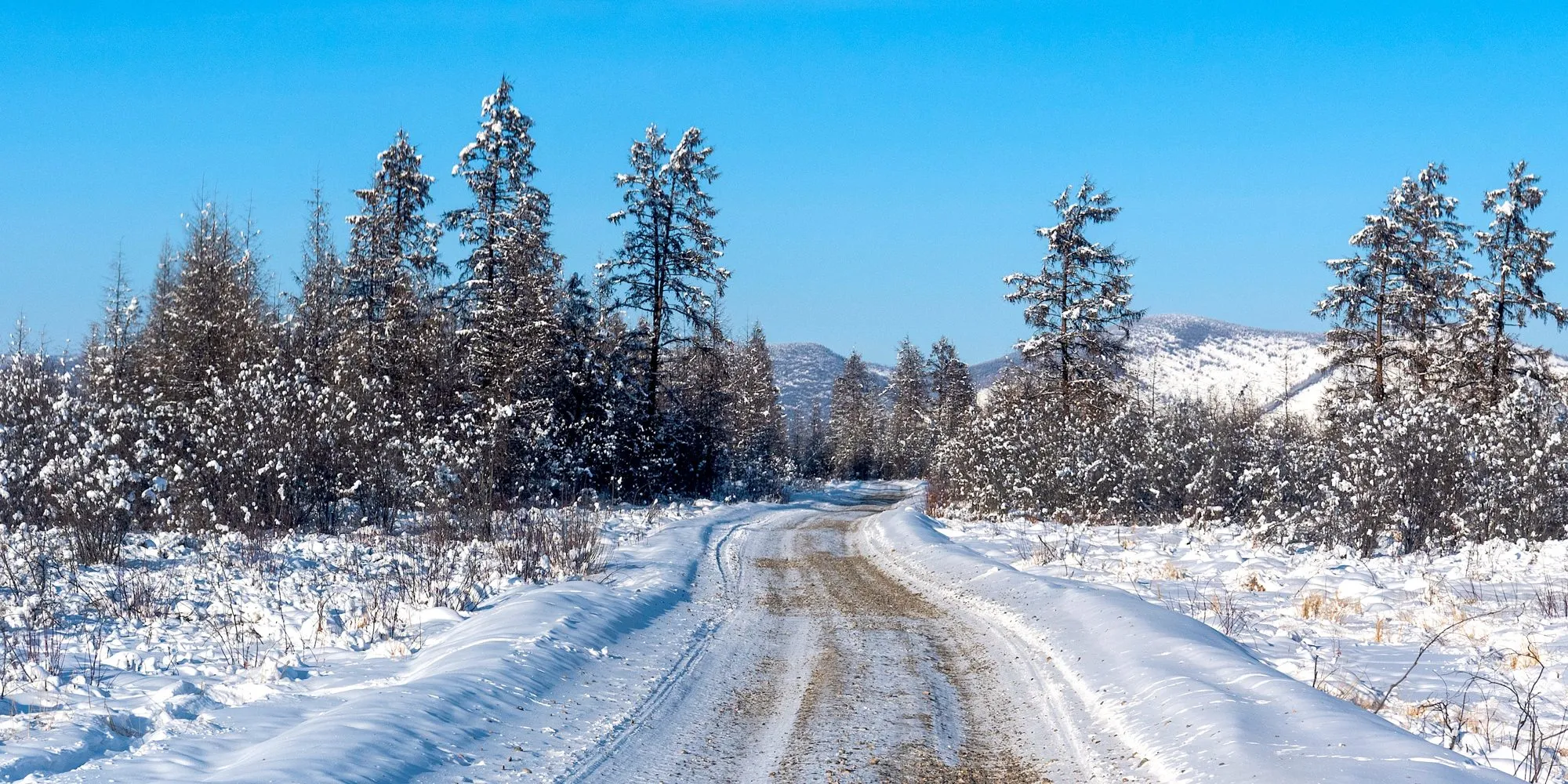 A snowy dirt road through larch trees near Oymyakon under a blue sky