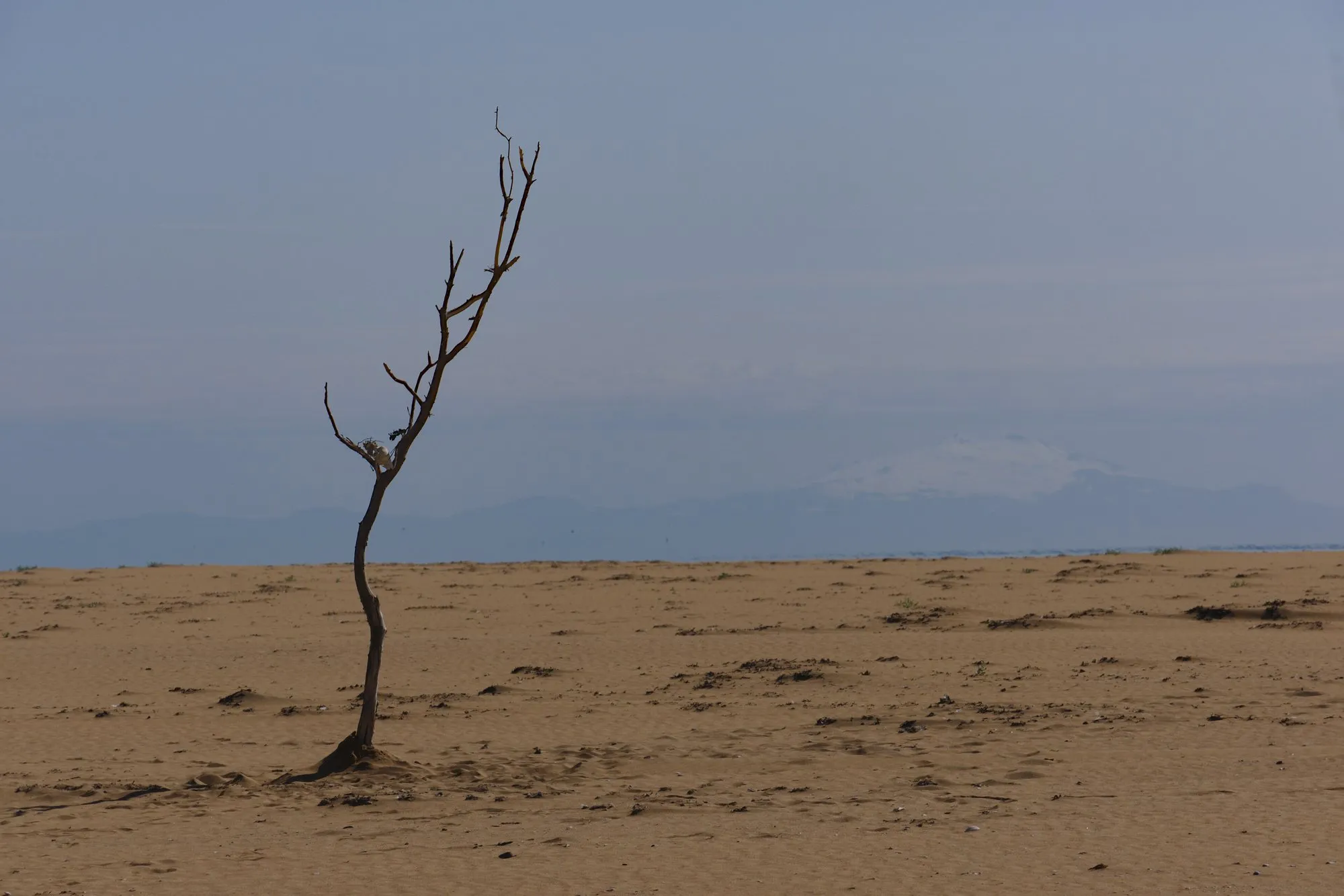 A bare lone tree on the wide sand of Rauðisandur beach