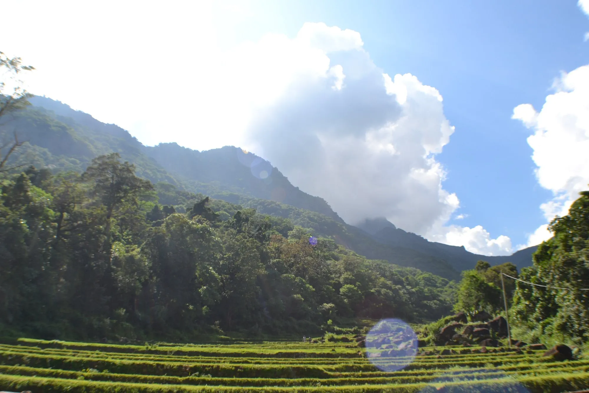 Rice terraces below forested mountains in the Knuckles Range