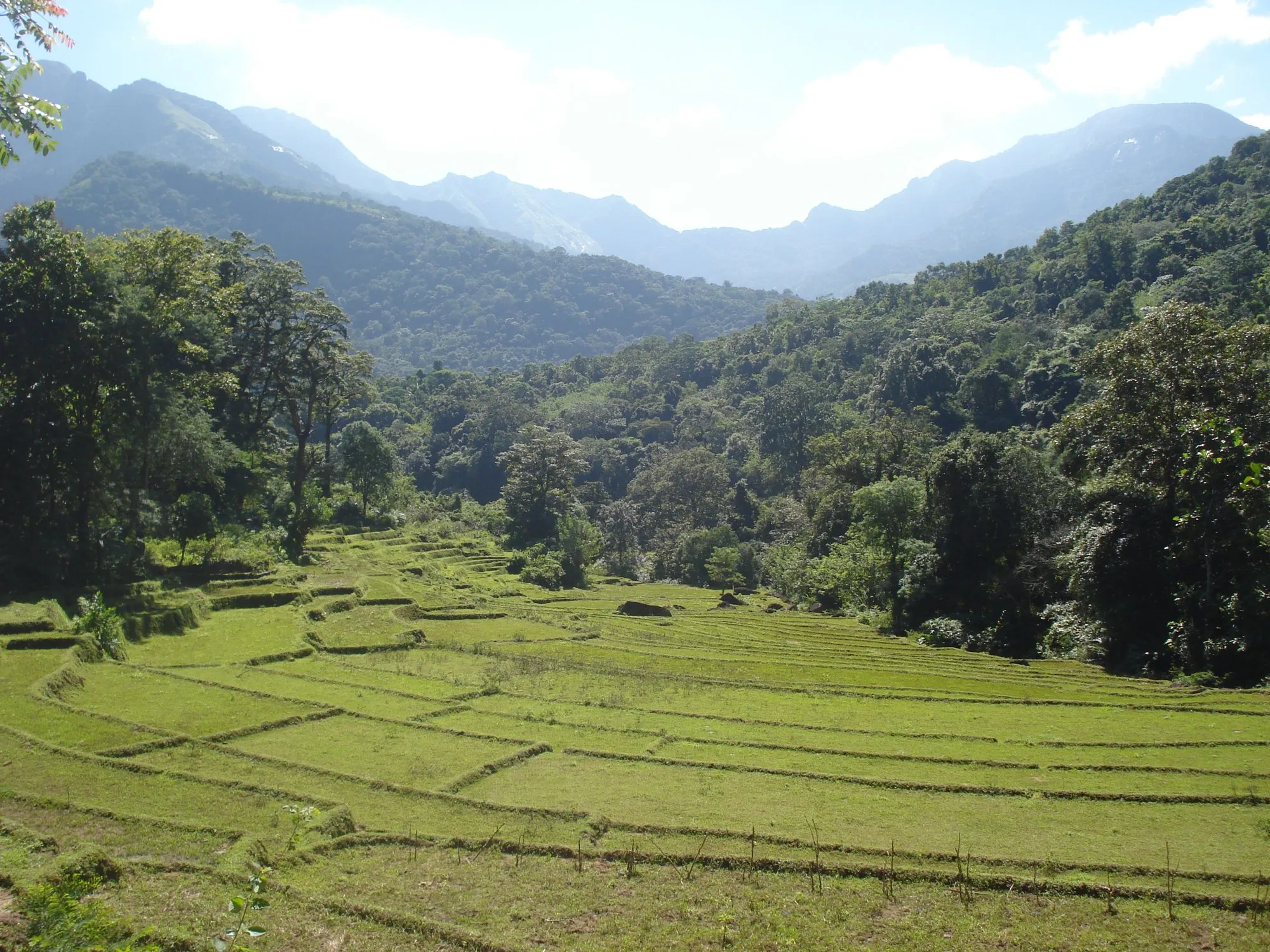 Terraced paddy fields in Meemure with the forested Knuckles Range behind