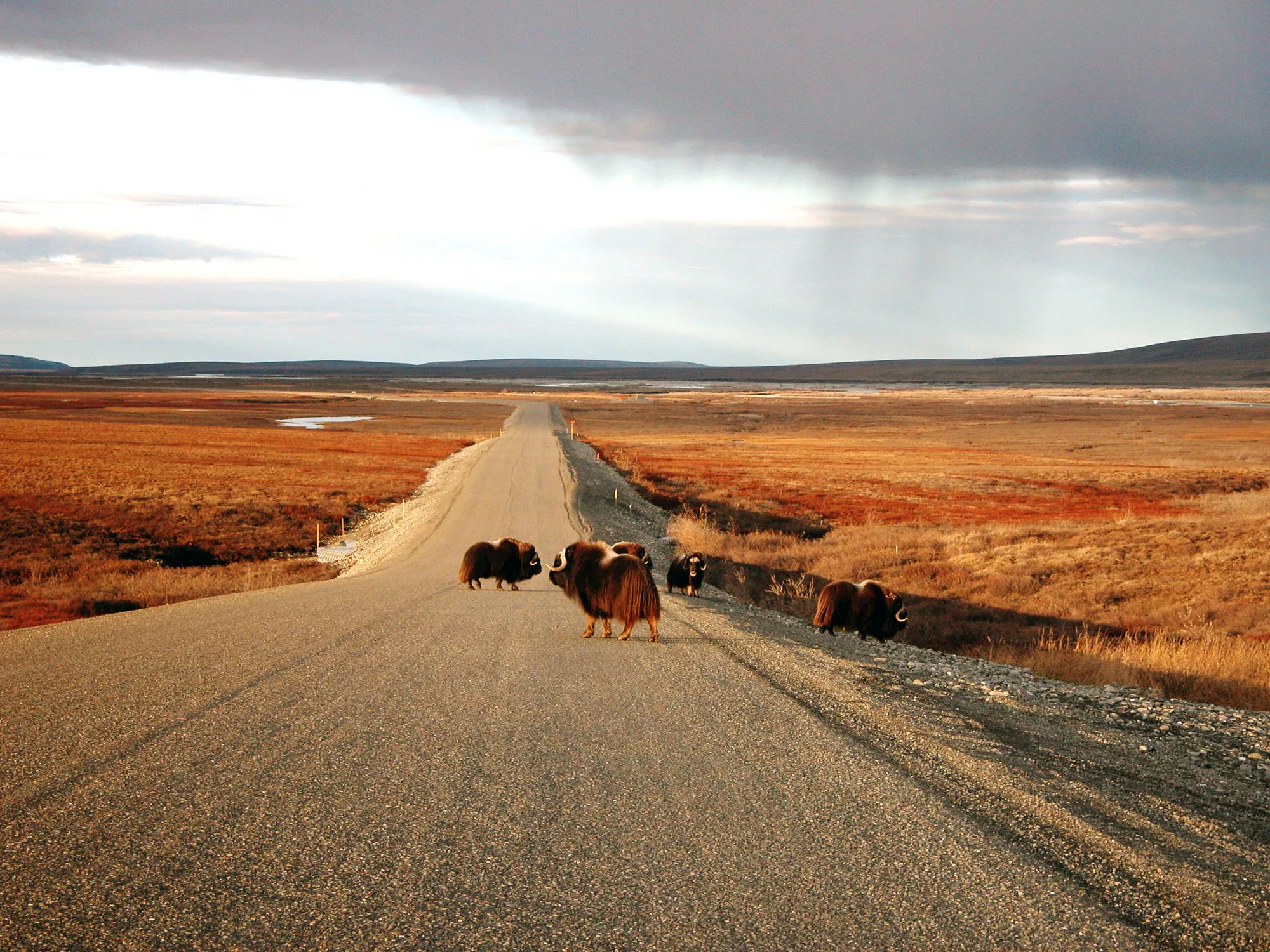 A small herd of muskoxen standing on the gravel Dalton Highway across red autumn tundra
