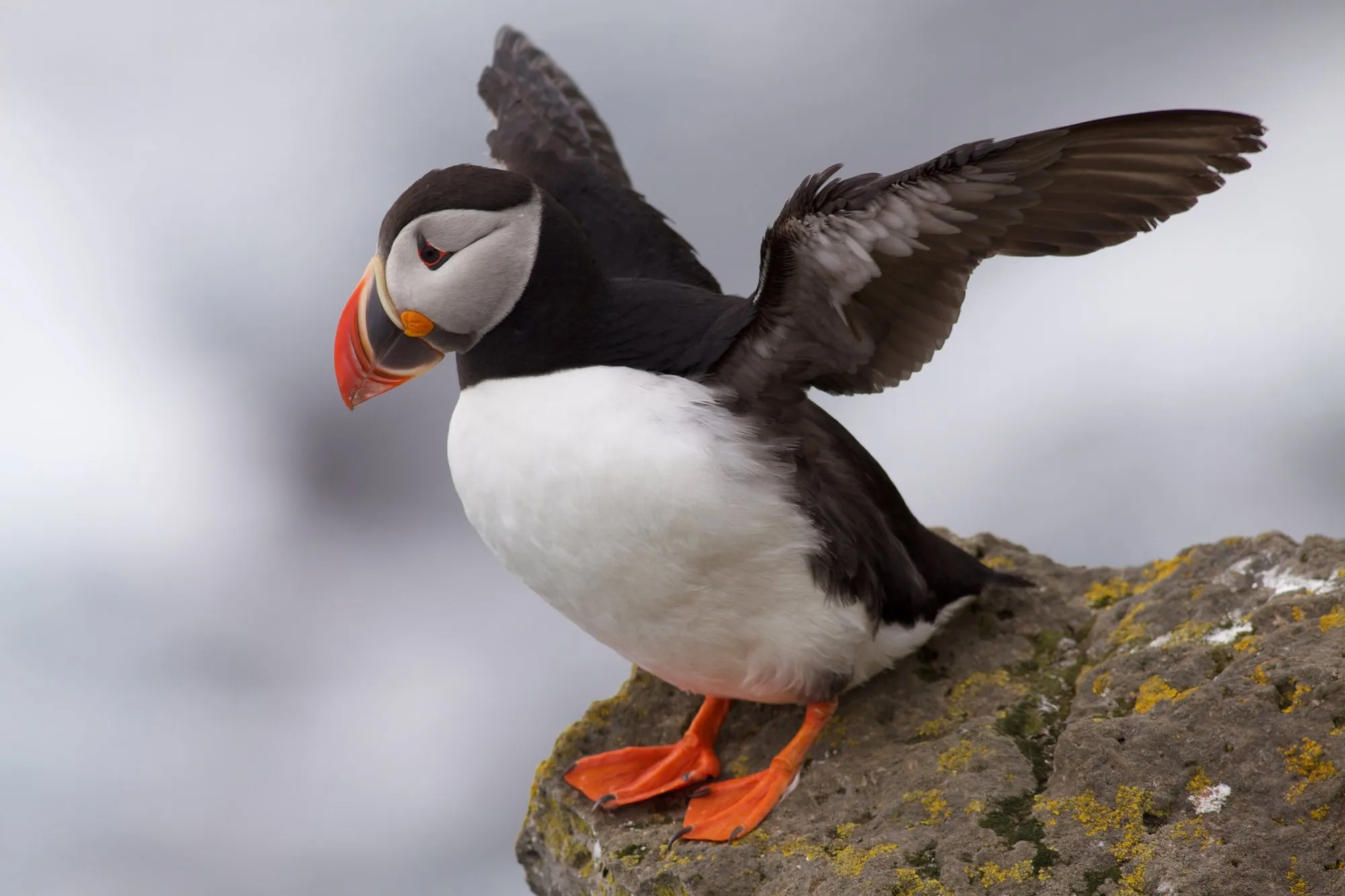 An Atlantic puffin spreading its wings on a lichen-covered rock