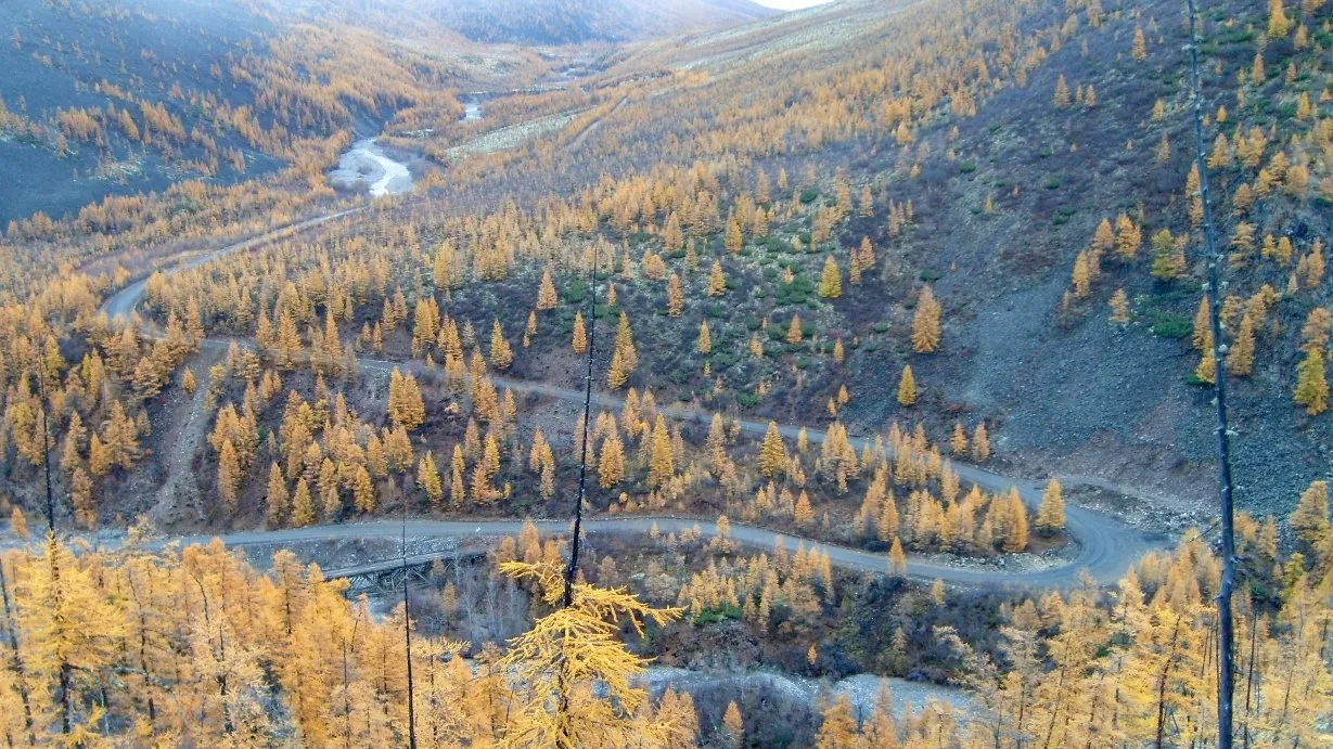 The Kolyma Highway winding through golden larch forest in autumn