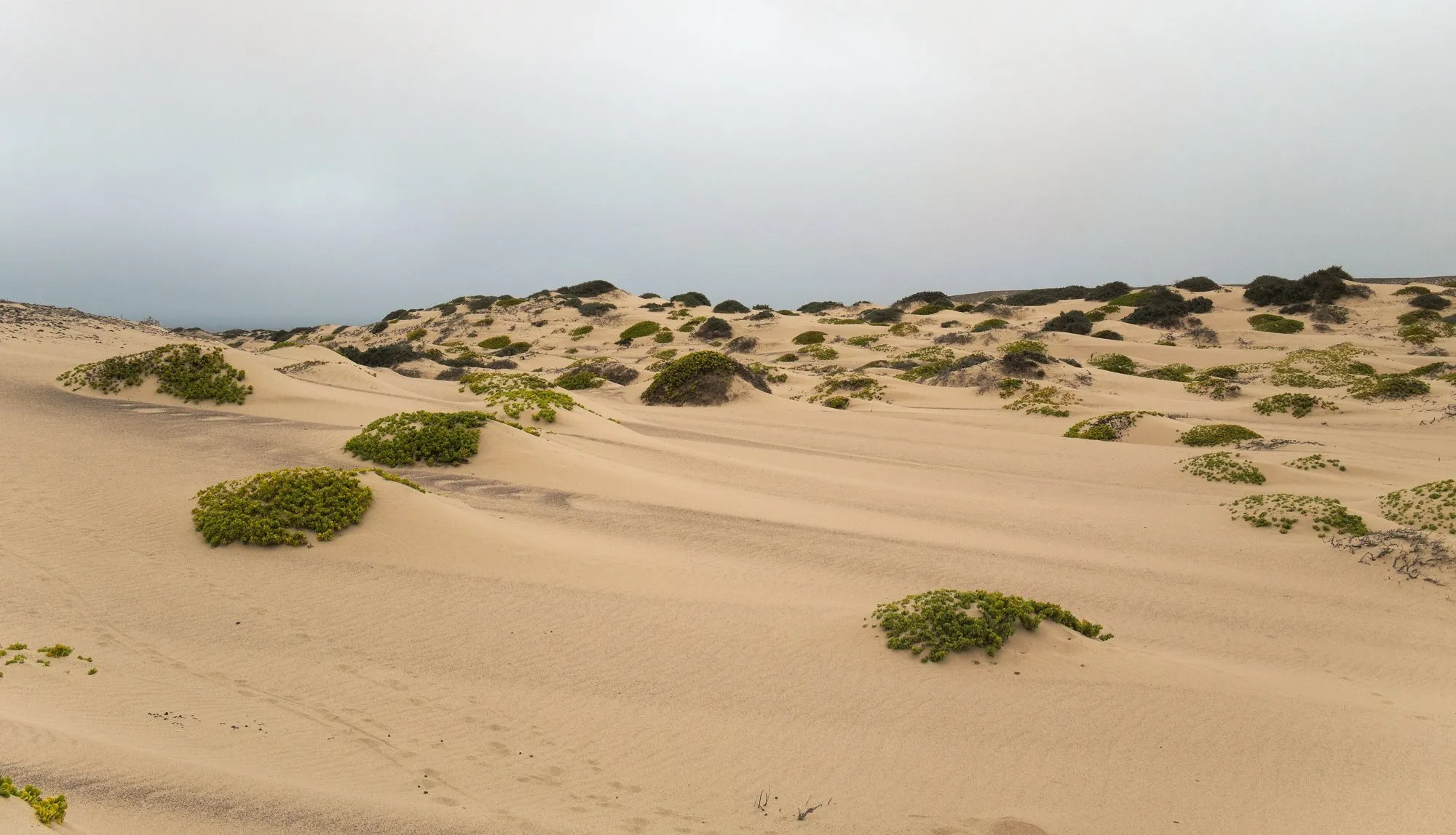 Pale sand dunes dotted with green shrubs under grey fog