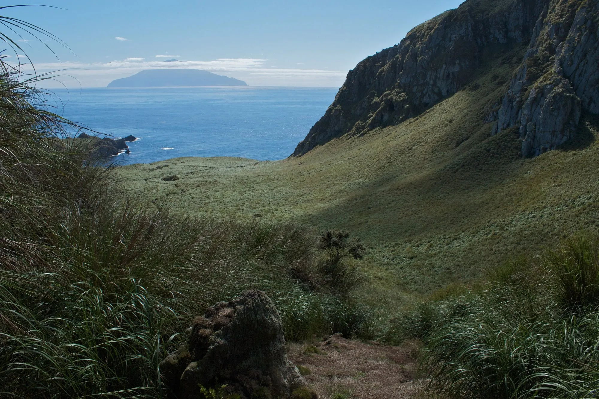 Tussock grass and cliffs on Nightingale Island with Tristan on the horizon